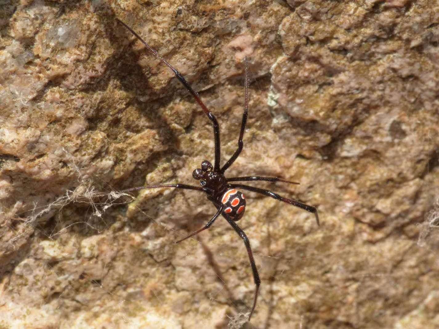 Latrodectus tredecimguttatus: maschi scapoli e ammogliati